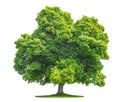 Green maple tree isolated on white background Royalty Free Stock Photo