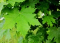 Green maple tree leafs growing in the park.