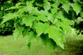 Green leafs on a branch in the park.