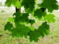 Green maple tree leafs growing in the park.