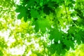 Green maple tree leaves closeup, sunlight blurred background, beautiful maple branches wallpaper, lush foliage soft focus Royalty Free Stock Photo