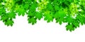 Green maple tree leaves on white background isolated closeup, maple branches frame, lush foliage corner border, summer backdrop Royalty Free Stock Photo