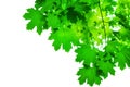 Green maple tree leaves on white background isolated closeup, maple branches frame, lush foliage corner border, summer backdrop Royalty Free Stock Photo