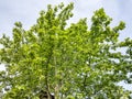 Green maple tree in the spring - Baia Mare, Romania Royalty Free Stock Photo
