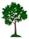 Green Maple Tree