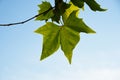 Green maples leaves on blue sky background