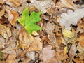 Green mapple leaf at ground Royalty Free Stock Photo