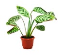 Green maranta plant in flowerpot