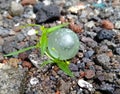 Green Marble with Peblles Royalty Free Stock Photo