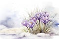 Green march blossom seasonal flora background snow spring crocus beauty flower nature purple