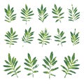 Green Marigold Leaves Prints Set Royalty Free Stock Photo