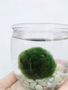 Green marimo in the jar