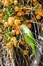 Green Maritaca bird eating some mini coconuts Royalty Free Stock Photo