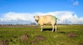 Green marked sheep curiously looking on the top of a Royalty Free Stock Photo