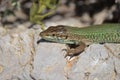 Green and maroon close-up of a sunbathing Lilford`s wall lizard Podarcis Lilfordi, Lacertidae, endemic to the Balearic