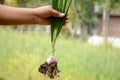 Green maroon onion plant with roots and clay holding hand over out of focus green background