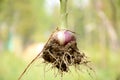 Green maroon onion plant with roots and clay over out of focus green background