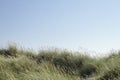 Green marram grass on the coastline dunes