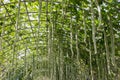 Green marrow vegetable gourd Royalty Free Stock Photo