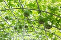 Green marrow vegetable gourd in farm Royalty Free Stock Photo