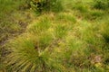 Green marsh bumps, close-up, copy spac