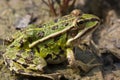 Green Marsh Frog Royalty Free Stock Photo