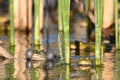 Green Marsh Frog Pelophylax ridibundus croaking on a beautiful light Royalty Free Stock Photo