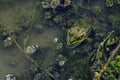 Green marsh frog sits in dirty water among algae
