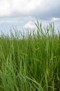 Green Marsh Grass Growing Out of the Bayou