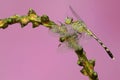 A green marsh hawk is eating a young butterfly on a wildflower. Royalty Free Stock Photo