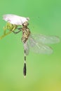 A green marsh hawk is eating a young butterfly on a wildflower. Royalty Free Stock Photo