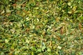 Green mass of corn silage during placement in the pit Royalty Free Stock Photo