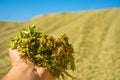 Green mass of corn silage during placement in the pit Royalty Free Stock Photo