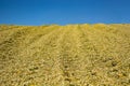 Green mass of corn silage during placement in the pit Royalty Free Stock Photo