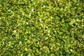 Green mass of corn silage during placement in the pit Royalty Free Stock Photo