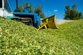 Green mass of corn silage during placement in the pit Royalty Free Stock Photo