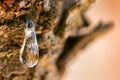 Green mastic tree in Chios island, Greece Royalty Free Stock Photo