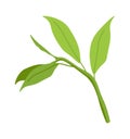 Green matcha leaves flat icon Plant