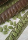 Green and mature Carob Pods on wooden background. Ceratonia siliqua. John Bread. carob green seeds