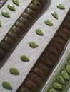 Green and mature Carob Pods on wooden background. Ceratonia siliqua. John Bread. carob green seeds