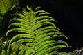 Green mature frond, large divided leaf of a fern plant, latin name Polypodiopsida, in beautiful afternoon sunshine.