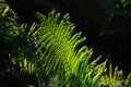 Green mature frond, large divided leaf of a fern plant, latin name Polypodiopsida, in beautiful afternoon sunshine.