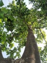 Green mature tree