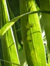 Green Mauritius Lizard