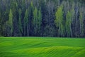 Green May. Spring. Winter crops on the field in front of the spruce forest. Royalty Free Stock Photo