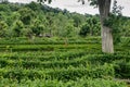 Green maze at garden of Schonbrunn. The famous tourist place