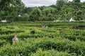 Green maze at garden of Schonbrunn. The famous tourist place