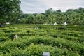 Green maze at garden of Schonbrunn. The famous tourist place