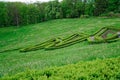 Green maze and Garden stone path with grass growing up between the stones. Detail of a botanical garden Royalty Free Stock Photo