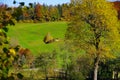 Green meadow on the autumnal edge of the forest in warm light Royalty Free Stock Photo